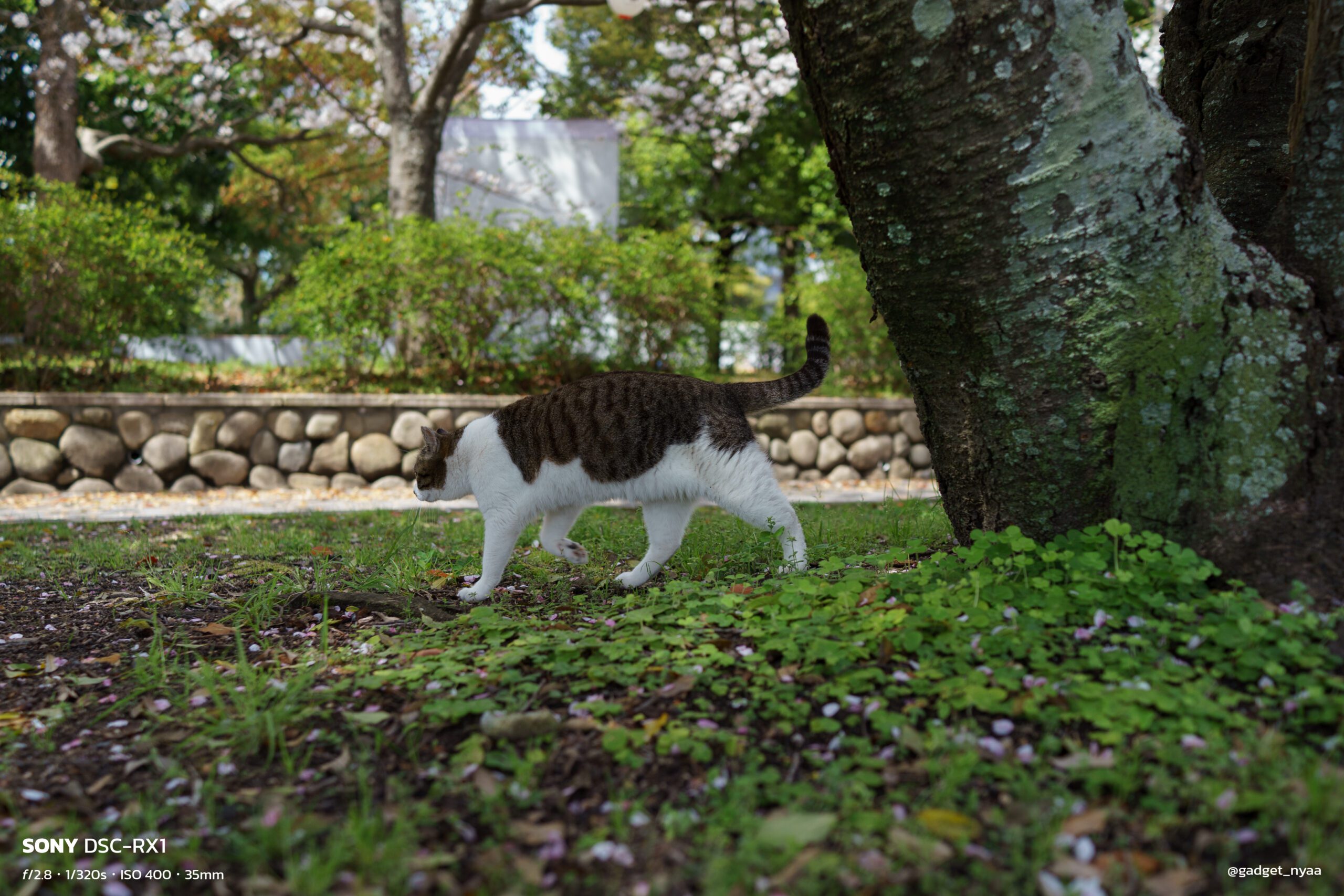 SONY RX1で撮った春。最高のサブカメラでした|コンデジで切り SONY RX1で撮った春。最高のサブカメラでした|コンデジで切り