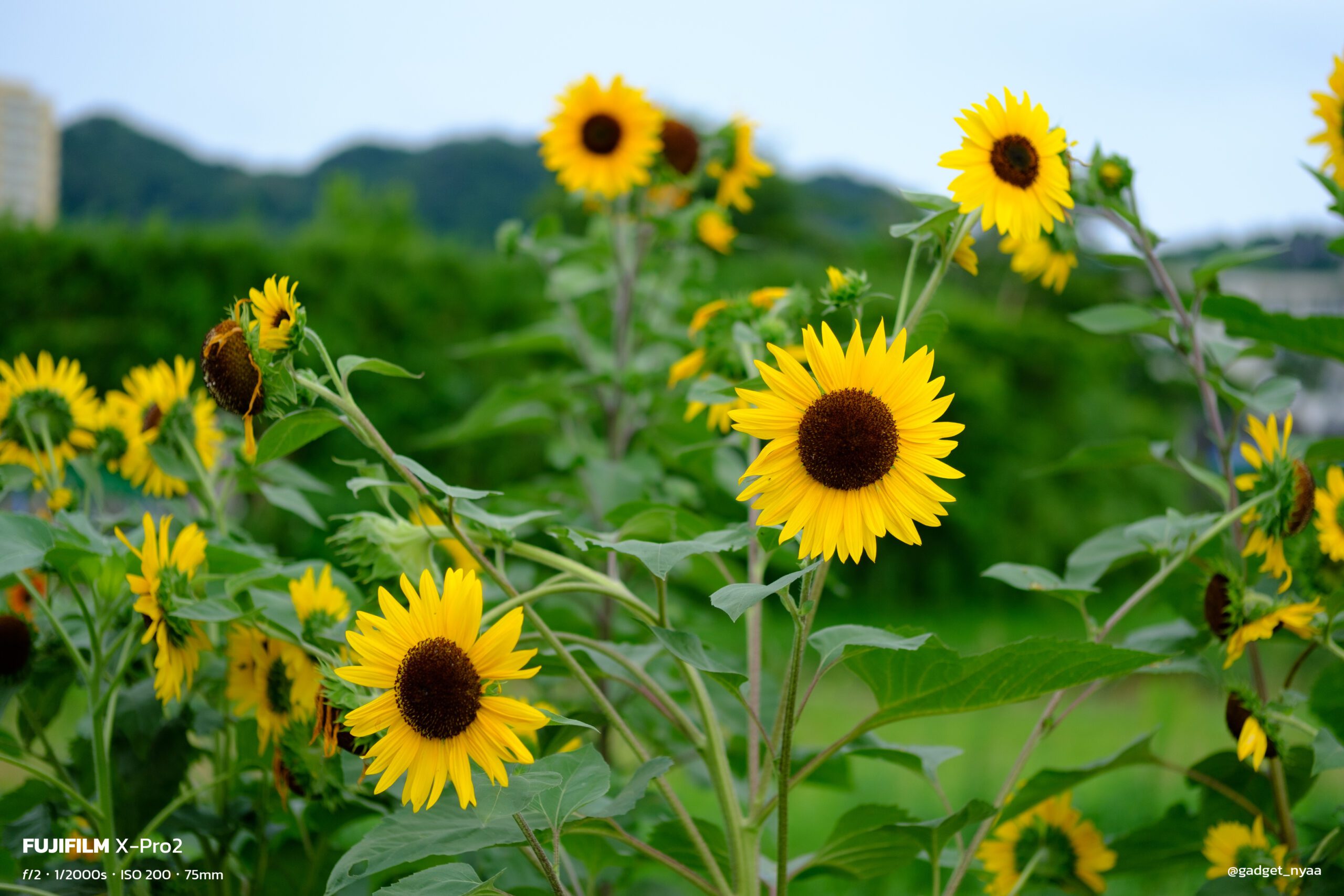 夏のいなかの写真【XF50mmF2 R WR作例】｜Fujiで切り撮る世界 Day.18