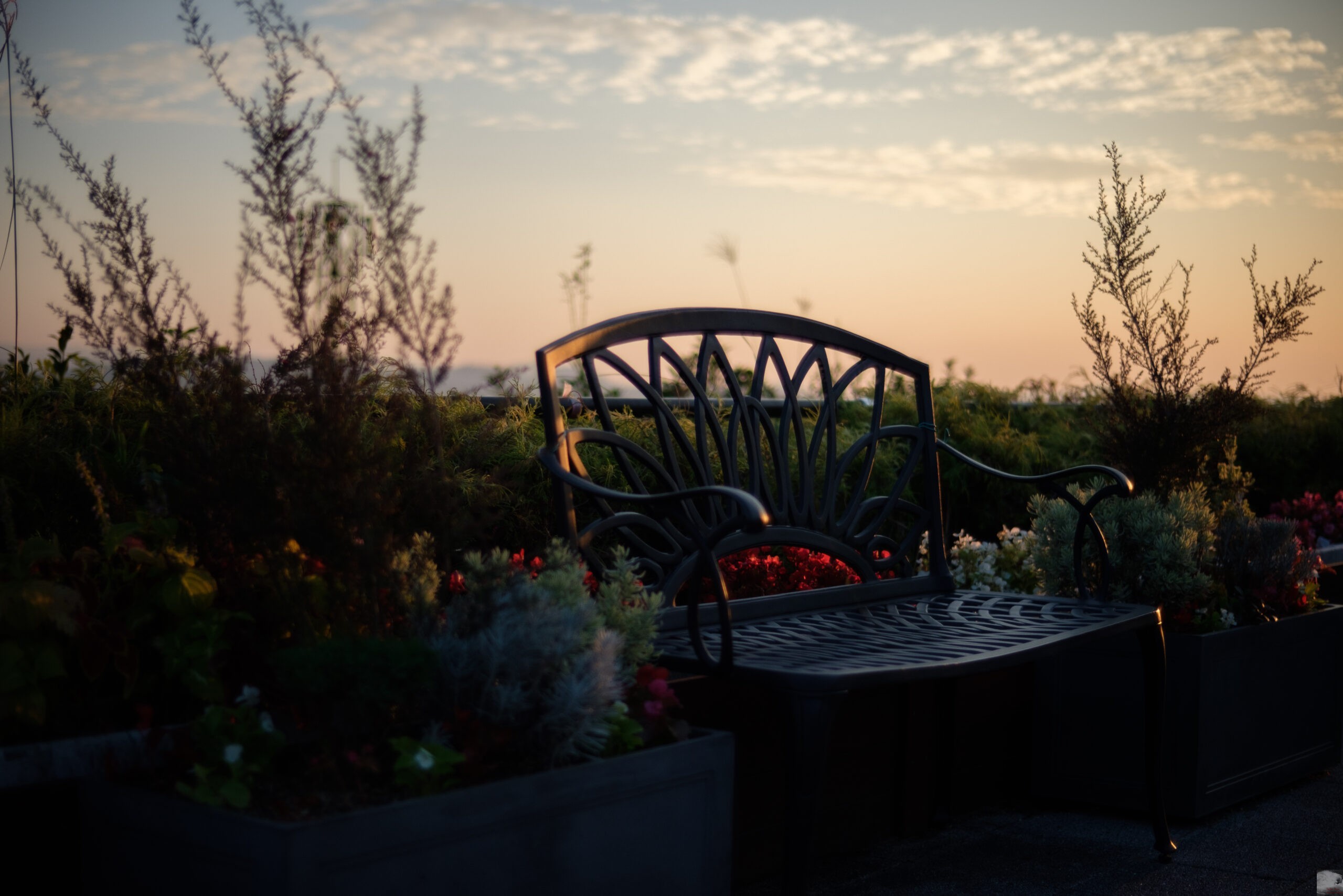 作例】NOKTON 35mm F1.2をX-Pro2用に買ってしまいました｜Fujiで切り