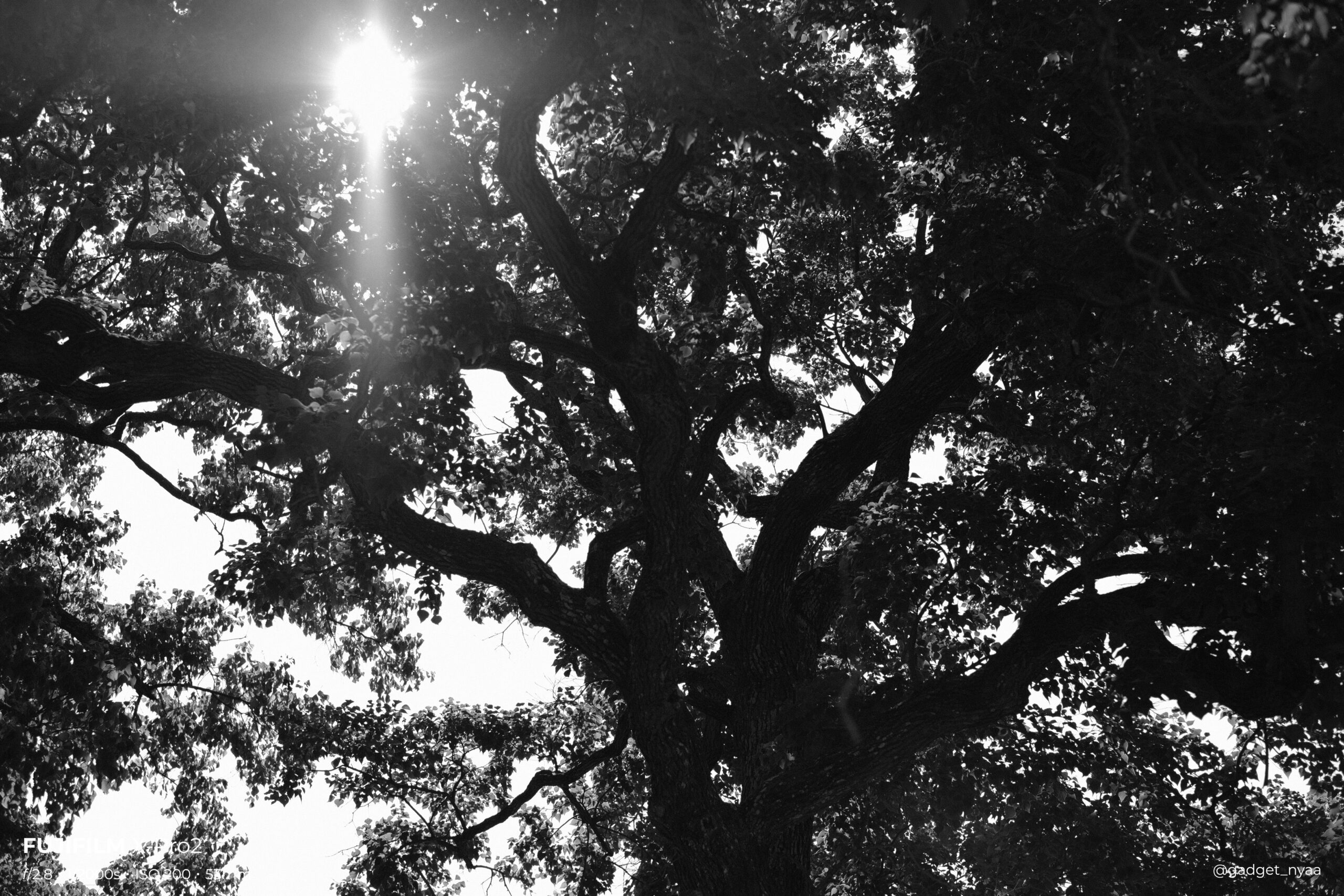 フィルムシミュレーション ACROSで記録した日常｜Fujiで切り撮る世界