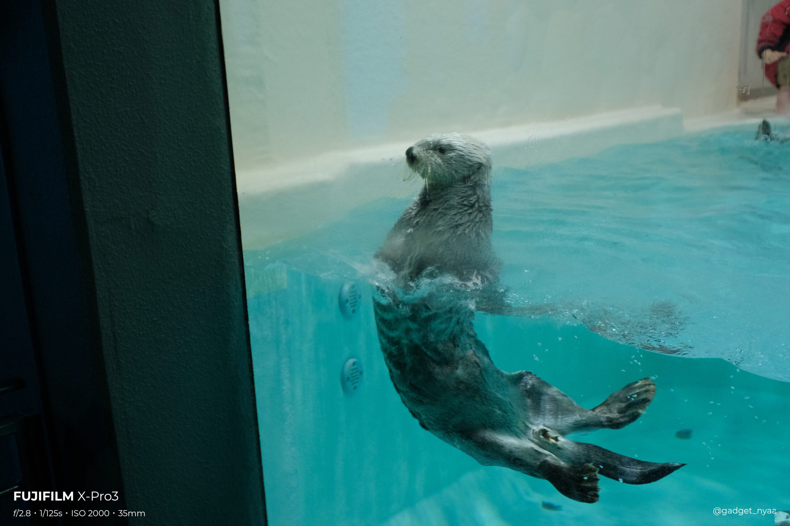 鳥羽水族館での家族旅行写真【X-Pro3 作例】【NOKTON 23mm F1.2作例